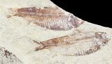 Fossil Fish (Gosiutichthys) Mortality Plate - Lake Gosiute #54972-2